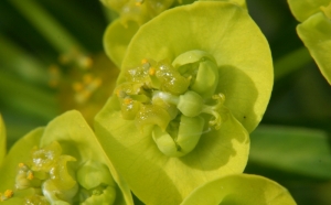 Blütenstand der Zypressen-Wolfsmilch (Euphorbia cyparissias)